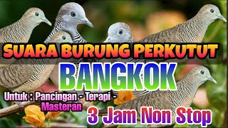 Download lagu Masteran Burung Perkutut Gacor || Suara Burung Perkutut Bangkok mp3