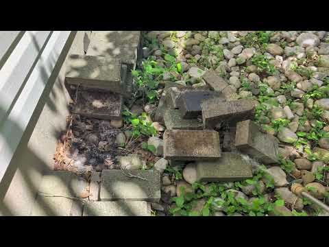 Big Ant Colony Under the Bricks in Manville,...