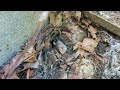 Big Ant Colony Under the Bricks in Manville, NJ