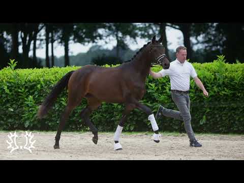 Kat. Nr. 50 - Stute "Ladina" von Helium - Herbstkönig *2019