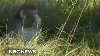 Lab monkeys escape from overturned truck in Mississippi