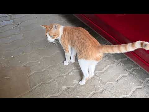 When a Cat is Sick? What can you do?