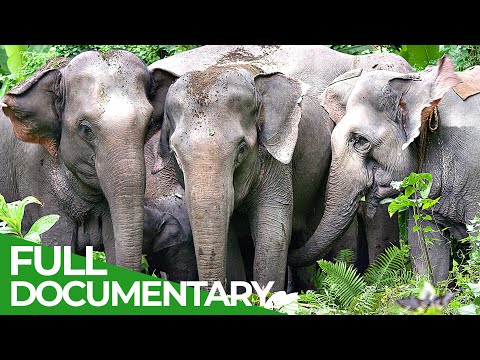 China's Last Elephants