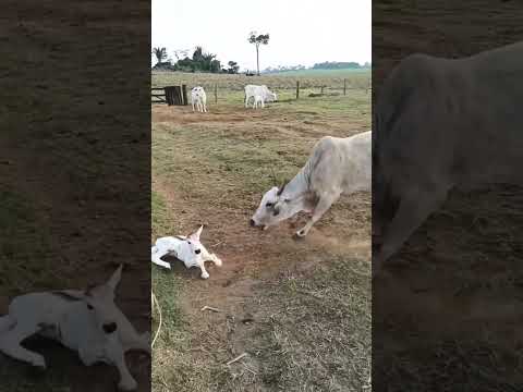 Mother protecting baby calf #cow #calf #nature #sapi #inek #pecuaria #ganadería #caballos #shorts