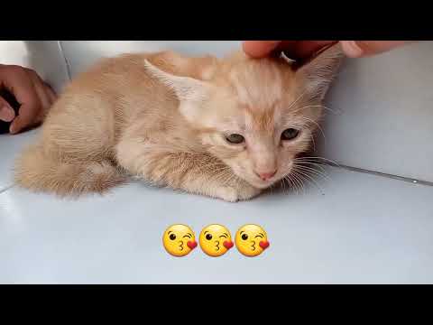 ||OMG||VeryCute||quettaPakistan🥰🥰🥰