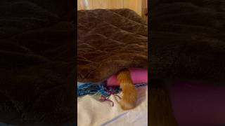 コタツから尻尾で返事する猫が可愛すぎた❤️#shorts #cat #catvideos