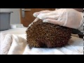 How to uncurl a hedgehog Knoxwood Wildlife Rescue