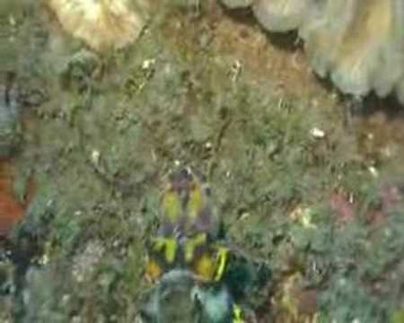 Padangby Ananjana und Negros Atlantis, Padangby Ananjana,Philippinen