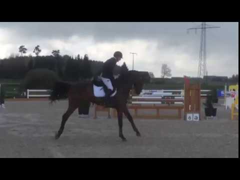 Crisp von Worrenberg, Holst, Crunch x Carpaccio, geb. 2012