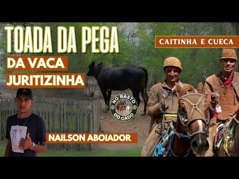 Toada da pega da vaca juritizinha abelha - feat Nailson aboiador