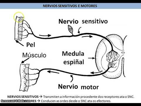 Vídeo: O sistema nervioso periférico