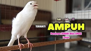 Download lagu Suara PANCINGAN KENARI GACOR Ngerol Panjang - Masteran KENARI PAUD Belajar Bunyi Ngeriwik mp3