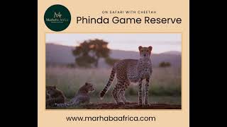Download lagu Marhaba Africa, Phinda Game Reserve, Cheetah mp3