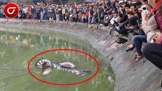 Download lagu Akibat Terlalu Rakus, Ular Ini Tewas Kesetrum Belut LIstrik, Tubuhnya Kaku Seketika mp3