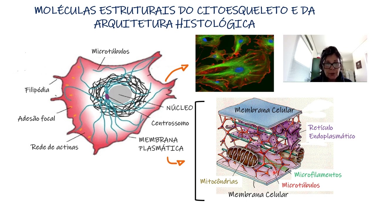 1A AULA   FUNDAMENTOS DE HISTOLOGIA E EMBRIOLOGIA ODONTO 2022