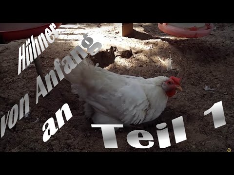 Hühner von Anfang an - #1 Einführung in meine Hühnerhaltung