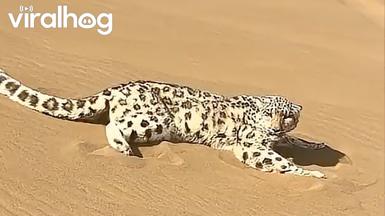 Tourists Report Lost Snow Leopard Spotted in Kumtag Desert || ViralHog