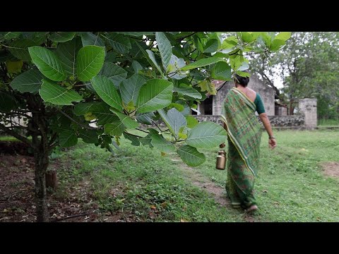 Ordinary Days in the Indian Countryside 🍂 | Traditional Cooking & Everyday Farm Life