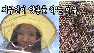 지구인이 비건채식을 하면서 양봉을 하는 이유 / 지구사랑