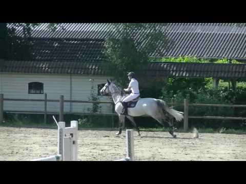 For Sale; Blue Silver. Balou du rouet x Goldstern 2005