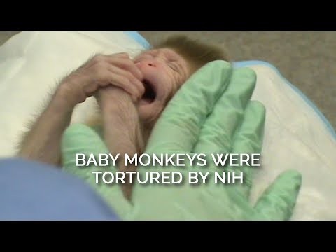 Baby Monkeys Were Tortured by NIH