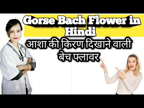 Gorse Bach Flower in hindi@