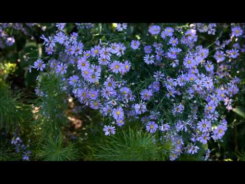 Arkansas Bluestar for sale