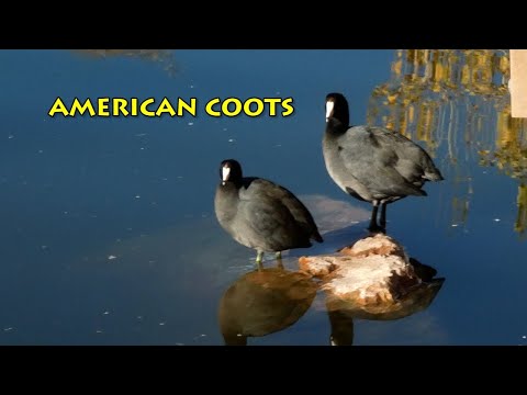 American Coots at Wetlands Park
