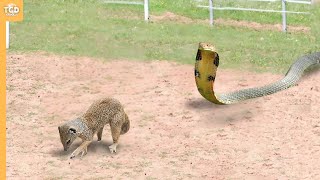 Look What Happened When This Cobra Attacked Mongoes