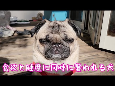 食欲と睡魔に葛藤するパグ犬ぷぅ Pug