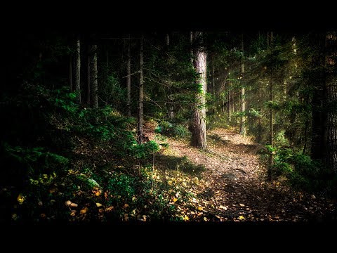 Wintersun - The Forest That Weeps (Summer) Official Lyric Video