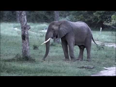 Djuma waterhole after the rain - Just listen to the frogs.