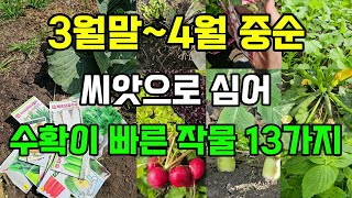 3월말~4월중순 씨앗으로 심어도 수확이 빠른 작물 13가지 #봄에심는작물 #4월에심는작물