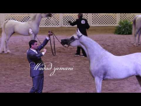 Wadad Zamani   2017 Egyptian Event