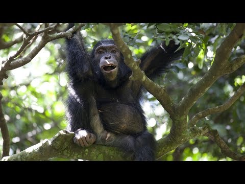 Chimps Team Up to Hunt Monkeys | BBC Earth