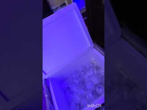 SBB corals review Video 9
