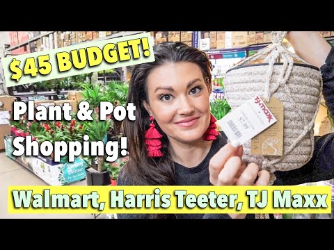 $45 Budget Plant Shopping | Walmart, Harris Teeter, TJMaxx | Pot & Houseplant Haul | Charlotte, NC