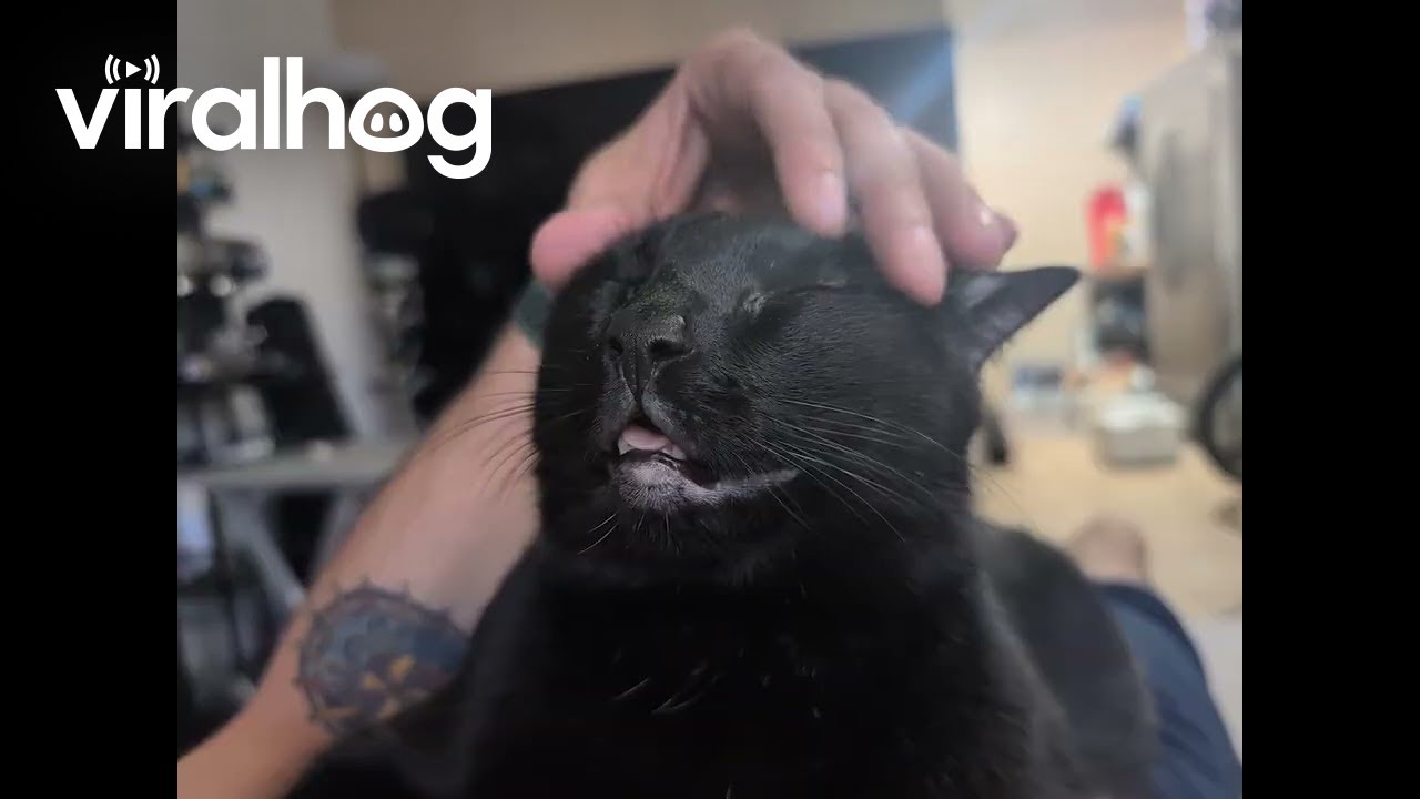 Void Cat In Head Scratch Heaven || ViralHog