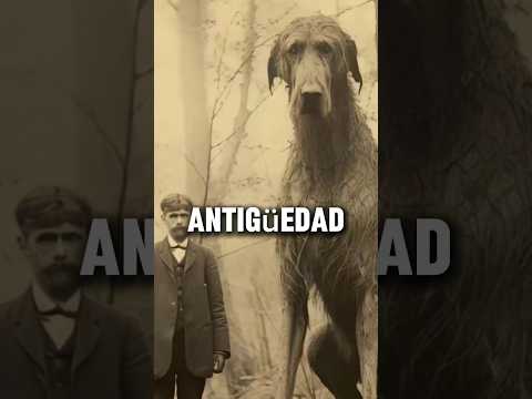 This is how big dogs were before #shorts