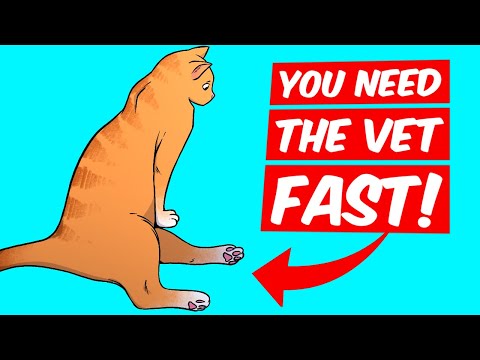 If Your Cat Does This, Immediately Rush To Pet Care