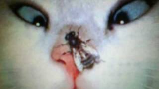 KENNY THOMAS   Crazy World 2005