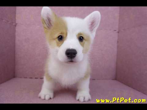 11/05雙色柯基犬公幼犬