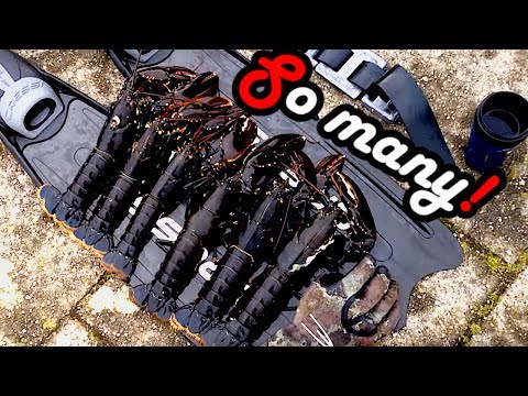 Hunting - How to catch Lobster bare handed - 5 kg Homarus gammarus