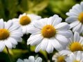 РОМАШКИ Camomile Русские народные песни под гитару Наталия Муравьева Ах всю ...