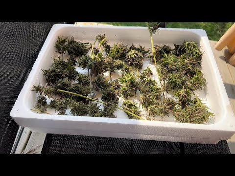 YYUUGE YIELD! Raspberry Cheesecake CBD Outdoor 2023 SUCCESS! Northern Ontario