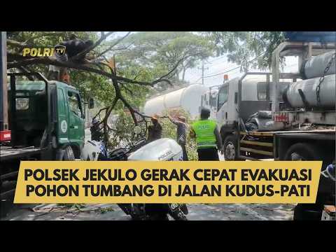 POLSEK JEKULO GERAK CEPAT EVAKUASI POHON TUMBANG DI JALAN KUDUS-PATI
