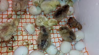 Egg Incubator RESULT (Day-21)! More Chicks Hatching