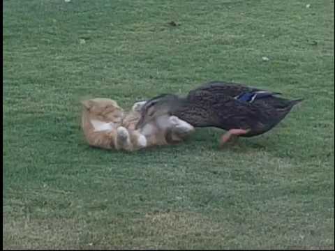 Duck attacking cat!