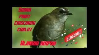 Download lagu Suara pikat cingcoang coklat mp3 Download lagu Suara pikat cingcoang coklat mp3