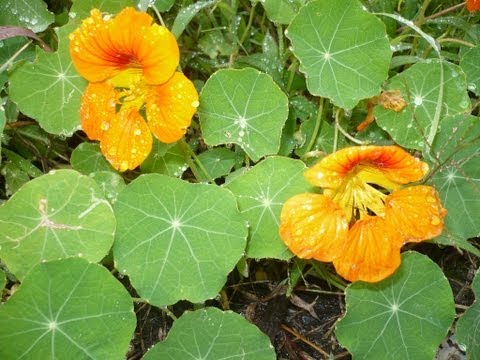  Poderoso antibiótico en una planta